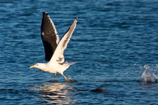 Pacific gull walking on water