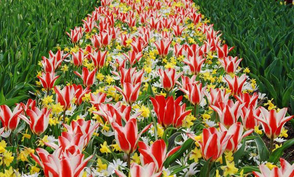 field of white-red tulips "Pinocchio" in the Keukenhof