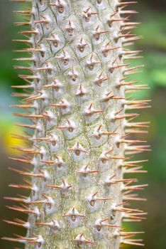 A closeup of a thorny madagaskar cactus (Pachypodium lamerei)