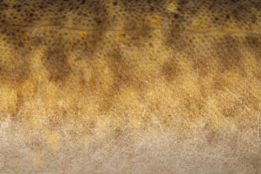 Natural camouflage design of freshwater fish burbot (Lota lota) close-up