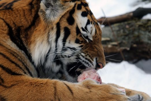 Close-up picture of a Siberian Tiger on a cold Winter day