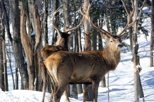 Wild elks in winter