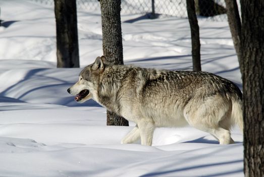 Close-up portrait of a gray wolf in Winter