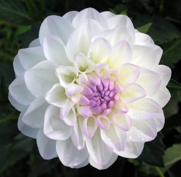 Dahlia