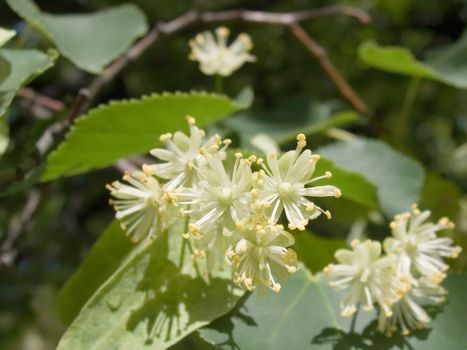 Flowers of a linden