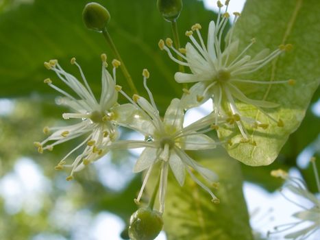 Flowers of a linden
