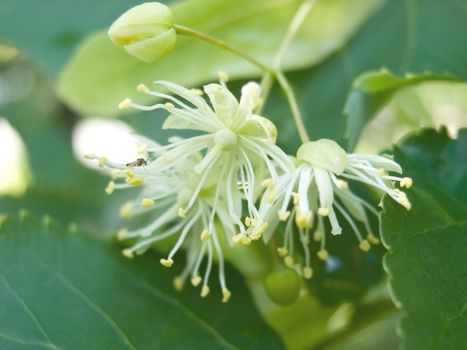 Flowers of a linden