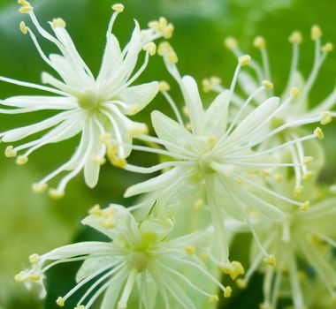 Flowers of a linden