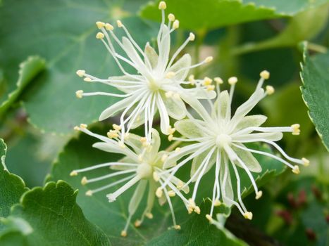 Flowers of a linden