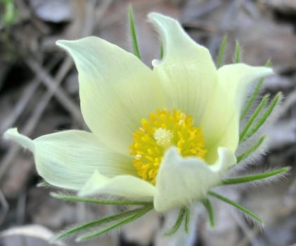 Snowdrop, bud