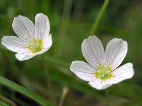 Wood flowers