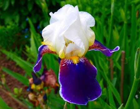 Blue iris in the garden