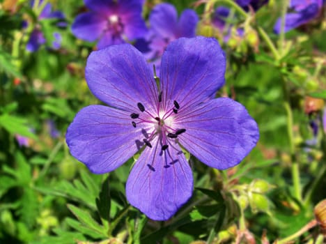 Geranium wood