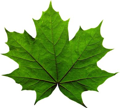 Green maple leaf isolated on white