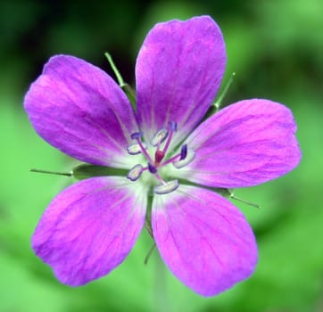 Geranium wood