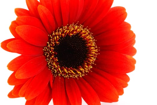 Close up of a red gerbera flower, isolated on white.