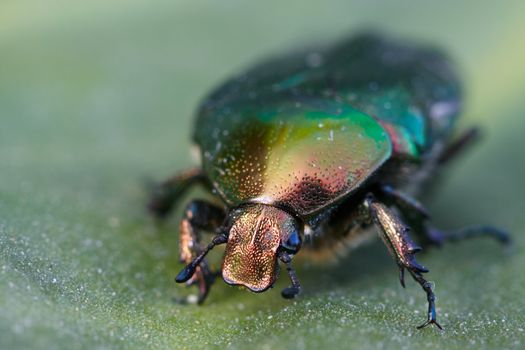 Vivid macro shot of a Lithuanian beetle on a leaf that it has been eating.