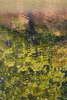 Reflexion of an autumn tree in pond water