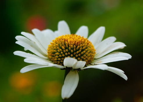 bloom of a garden camomile in the morning