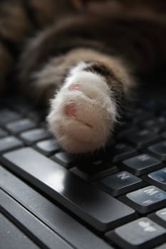 The cat's paw on the keyboard копмьютера