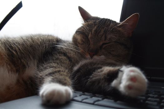 The cat has fallen asleep on the laptop.