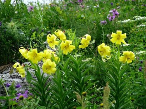 background, bloom, large, sunny, vegetation, greenery, bright