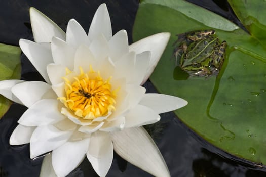 Waterlily and frog on leaf in pond on summerday