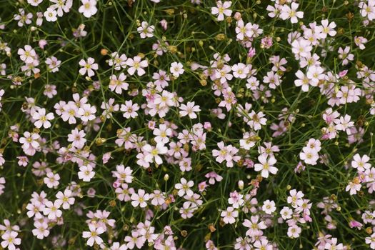 Tapestry of tiny pink gypsophyla flowers in the sunshine in summer