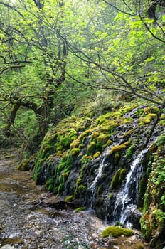 Wild stream between stones in green forest landscape
