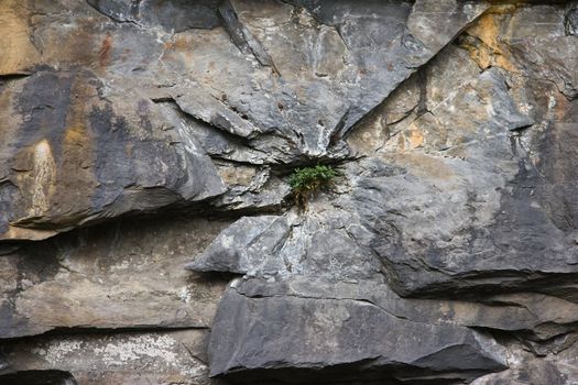 Tiny plant growing on plate of rock in the mountains