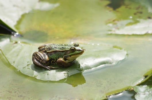 Common frog sitting on waterlily leaf in pond on sunny day in summer