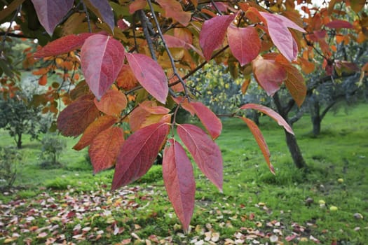 Italy, Lazio, countryside, quince tree leaves in autumn