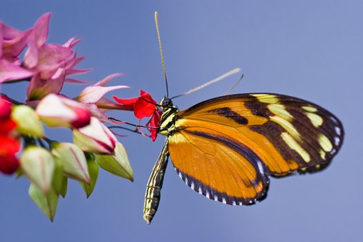 Ismenius Tiger or Tiger Heliconian tropical butterfly 