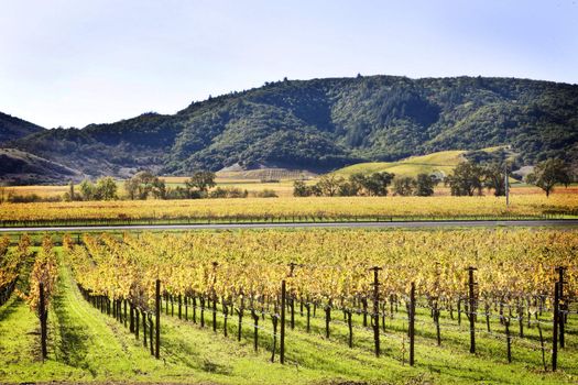 vineyard in Fall