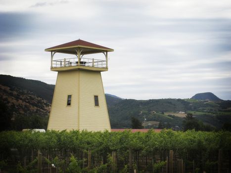 vineyard in Napa Valley