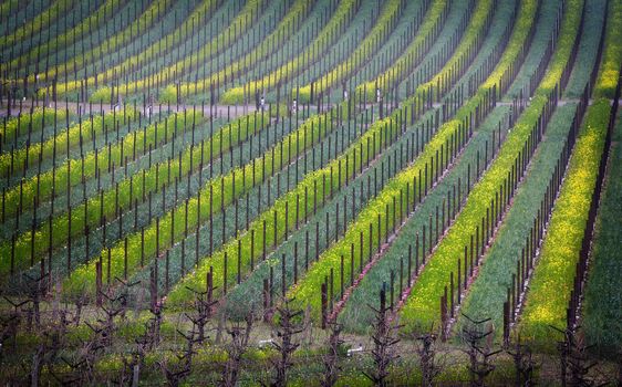 Silverado Trail vineyard in Spring in the Napa Valley