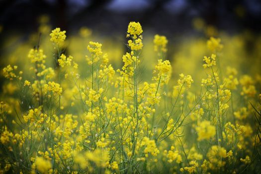 mustard field in the Springtime in Napa Valley