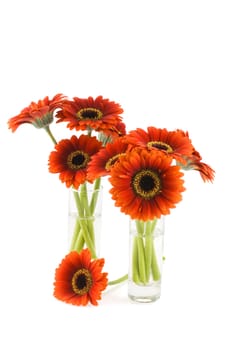 Two gerbera bouquets in two vases on a white background.