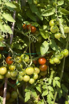 Lots of cherry tomatoes still hanging in the plant.