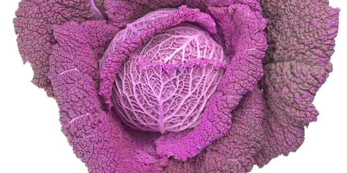 Red cabbage leafy vegetable plant with edible leaves