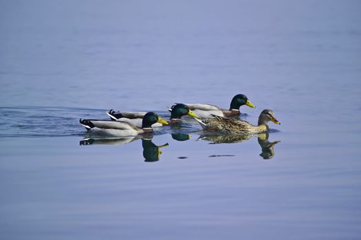 ITALY, Lazio, Bracciano lake, ducks