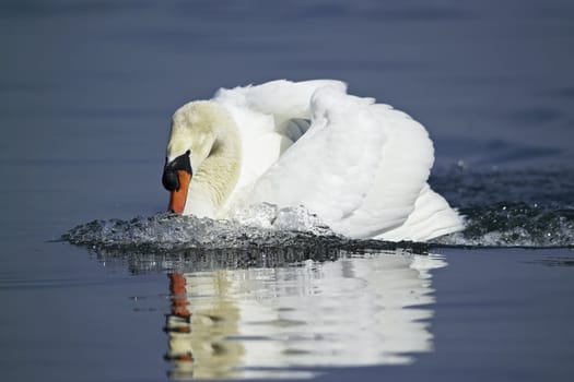 ITALY, Lazio, Bracciano lake, swan