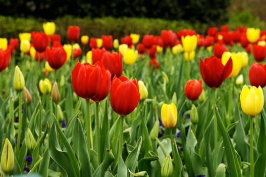 Image of a field of red and yellow tulips