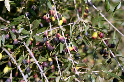 Olive field trees, branch details with olives growing