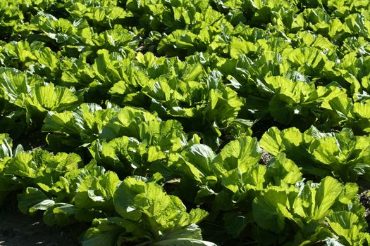 lettuce fields in green vivid color. Spain, Mediterranean lands