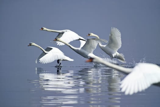ITALY, Lazio, Bracciano lake, swans