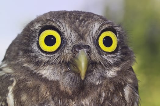 ITALY, Lazio, countryside, young owl