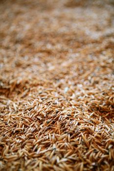 Oat cereal grain texture with selective focus