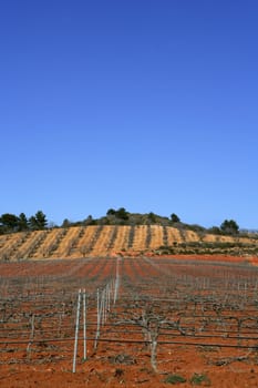 Rows of grapevines in vineyard in Spain, dried red soil