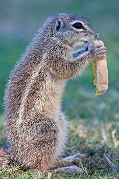 Mountain squirrel eating bread